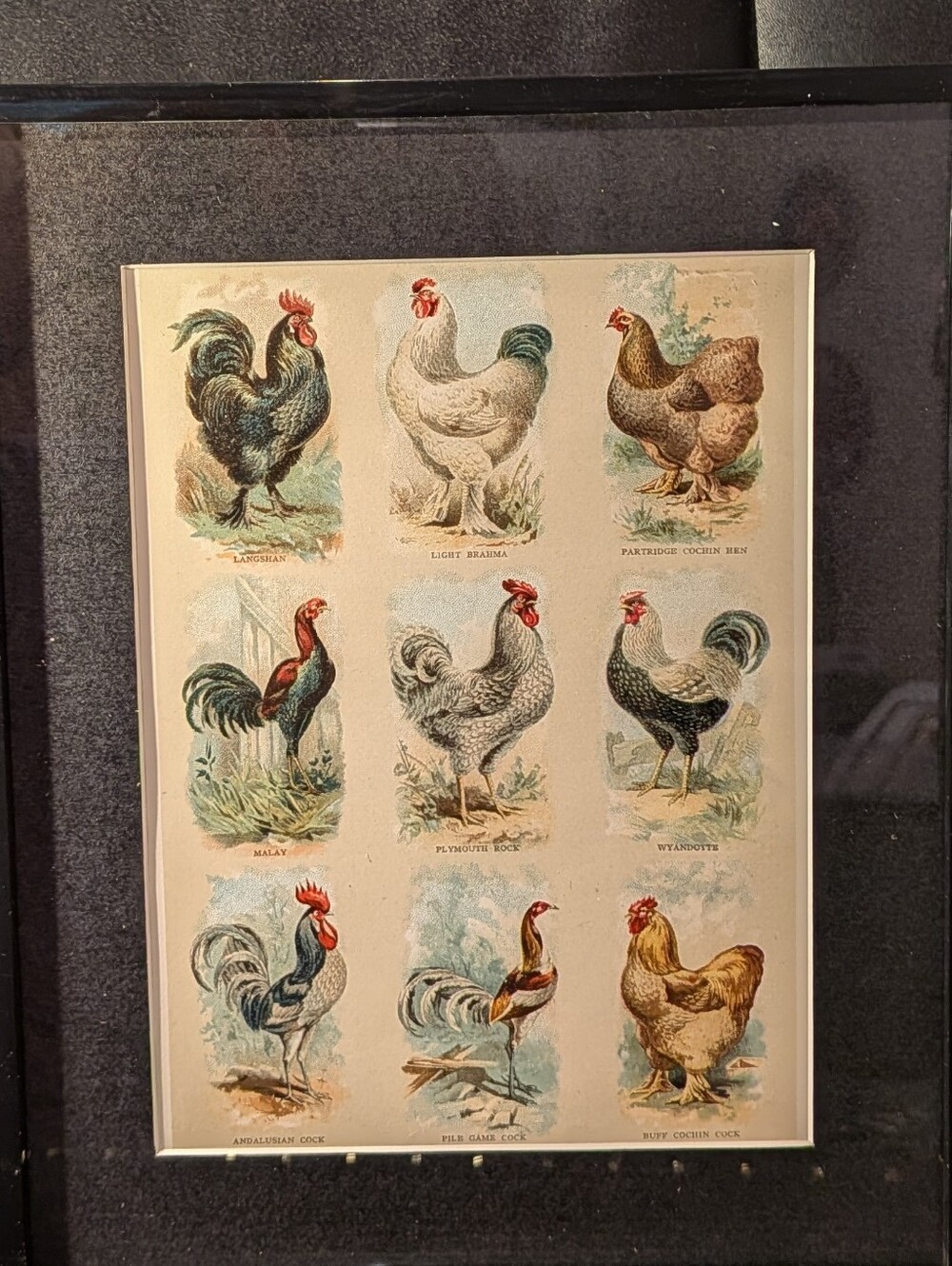 100 Year Old  Poultry Print Wall Art - Repurposed Book Print new 8x 10 Frame
